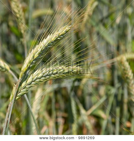 Wheatfield