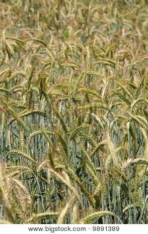 Wheatfield