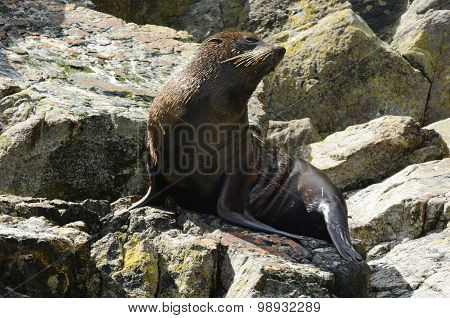 Fur Seal - New Zealand Wildlife Nz Nzl
