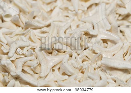 Huge Ammount Of Shark Teeth