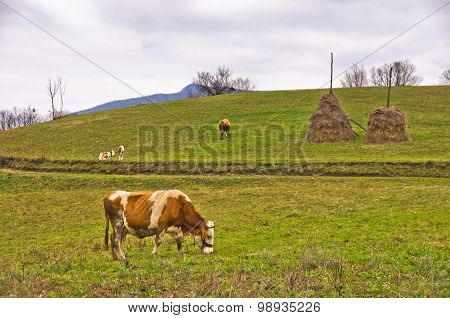 Cows and calves on a pasture at mountain meadow
