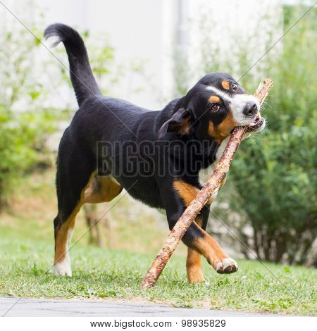 Sennenhund Playing With Long Branch