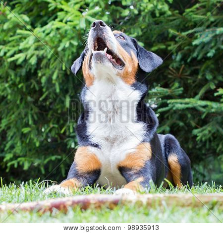 Sennenhund Waiting For His Boss To Play With Him