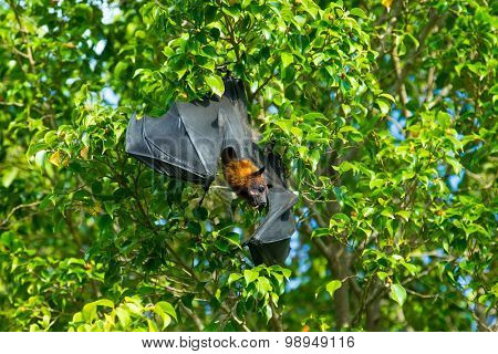  bat hanging on a tree branch