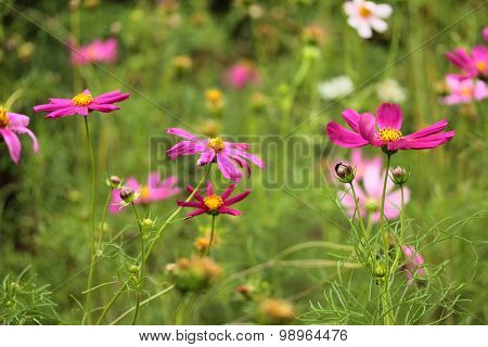 colorful cosmos flowers in the garden