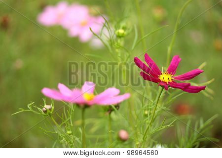 colorful cosmos flowers in the garden