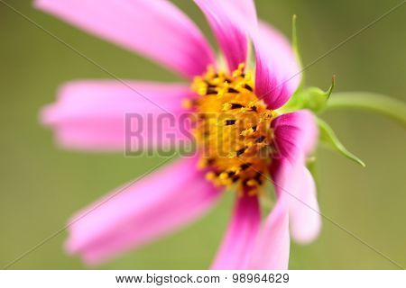 pink cosmos in the garden