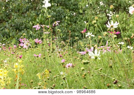 colorful cosmos flowers in the garden