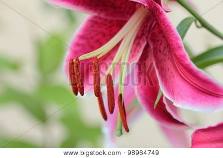 red lily flower