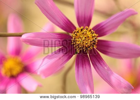 pink cosmos in the garden