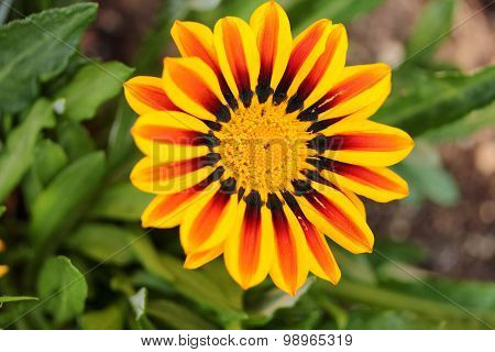 Orange gazania