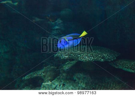 Palette tang fish, Paracanthurus hepatus
