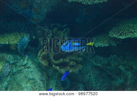 Palette tang fish, Paracanthurus hepatus