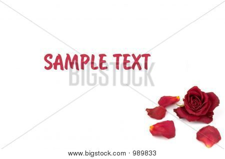 Petali di rosa rossa