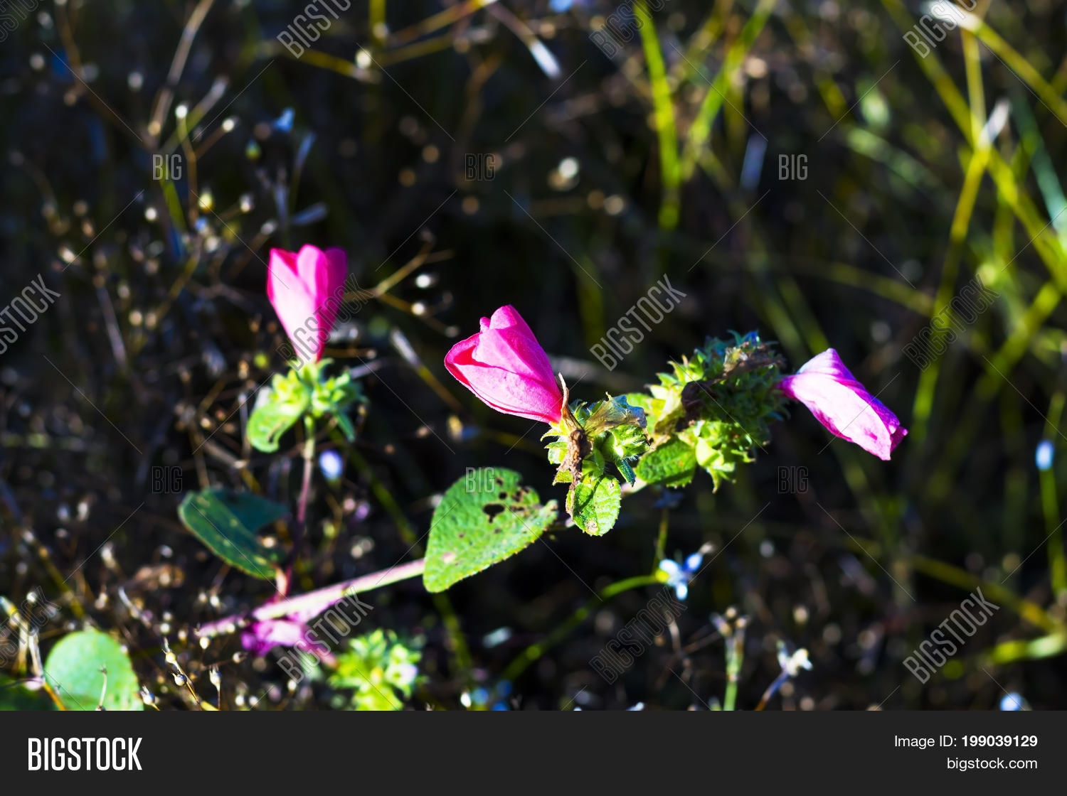 Image Preview