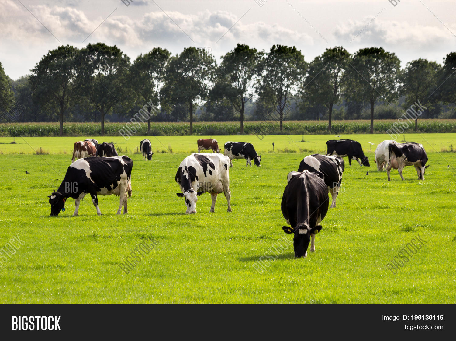 Black White Cow Image & Photo (Free Trial) Bigstock