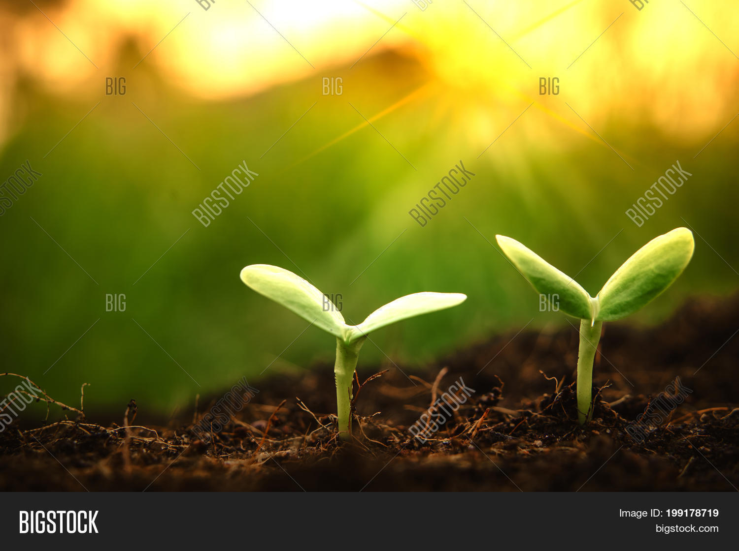Young Plants Begin Image & Photo (Free Trial) Bigstock
