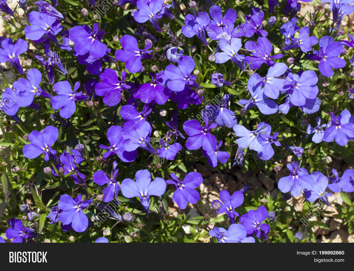 Blue Trailing Lobelia Image & Photo (Free Trial) Bigstock