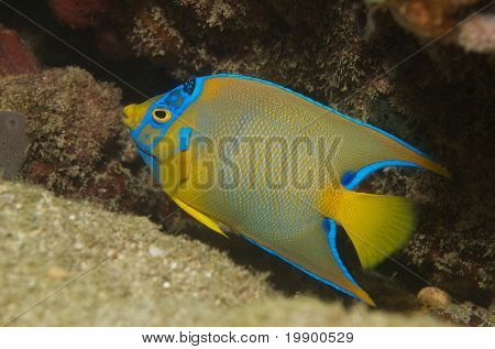 Juvenilní královna Angelfish