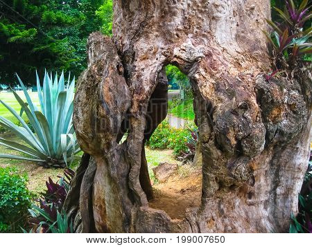 Peradeniya, Sri Lanka - May 2, 2009: Agava and old tree at Royal Botanical garden Peradeniya. Sri Lanka