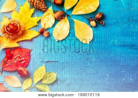 Autumn still life with colorful fall leaves and forest plants over blue wooden background. Fall nature background