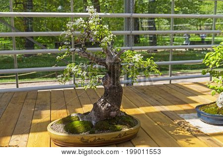 Mahaleb Cherry - Bonsai In The Style Of 