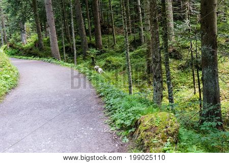 Hiking Path Through The Forest