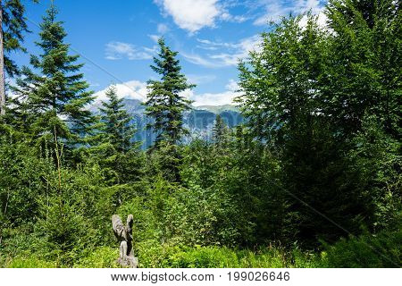 forest in summertime at daylight in flims switzerland