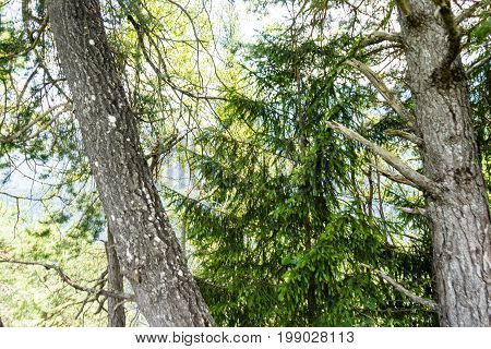 trees in the forest with lights shining through flims switzerland