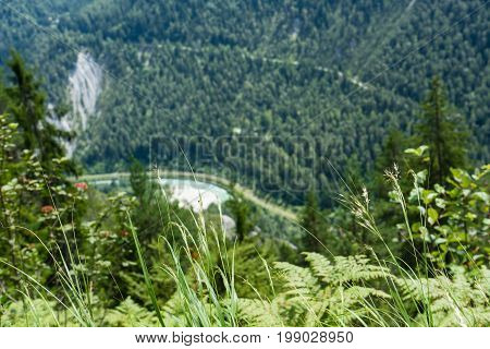 flower and grass in front of valley in flims switzerland