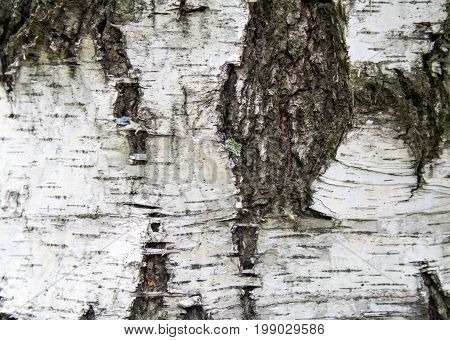 Old cracked birch bark. texture background nature.