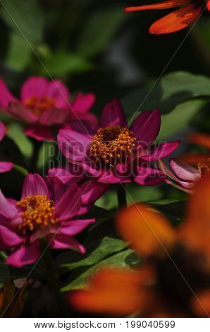 Purple and Orange potted Daisies in the sun on the back deck