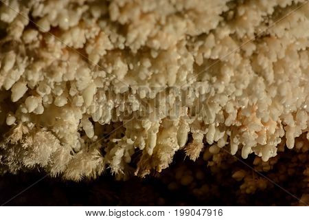 Popcorn formation close up in Wind Cave National Park South Dakota