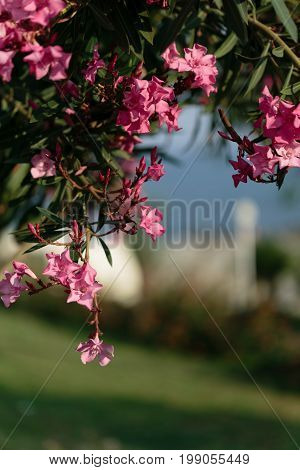 Pink oleander flowers with copy space shot with shallow depth of field