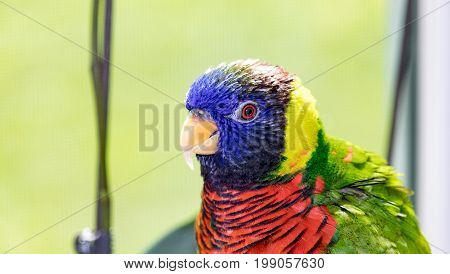 Close up of Rainbow Lorikeet (Trichoglossus moluccanus)