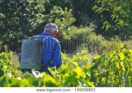 Man spraying a vineyard. Man spraying chemicals on grapes in vineyard