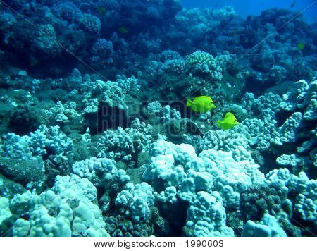 รีฟอุย ด้วยถังสีเหลือง