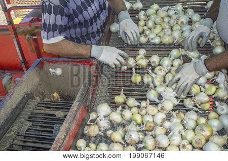Onion harvester at work. Workers removing rotten onions and clods from conveyor belt platform. Badajoz Spain
