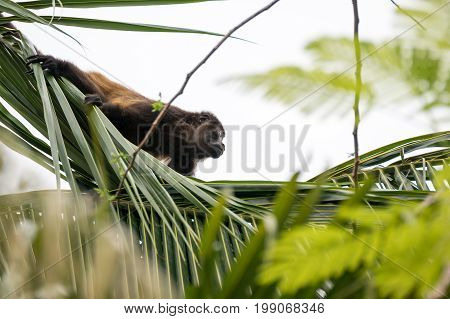 A howler monkey sitting in the tree tops of a forest.