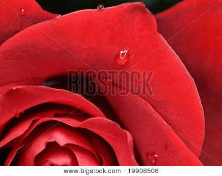 Closeup schöne Rose mit Tröpfchen