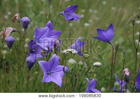Wild carpathian bellflower Campanula carpatica in a garden meadow in summer