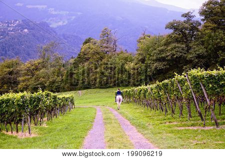 Vineyard in Swiss Rhine Valley, with Grapes Ripening Early in September - in Jenins Municipality (Landquart District, Maienfeld Circle, Canton of Graubünden, Switzerland). Mountains in the Distance. Person Riding a Horse on a Road from Jenins to Maienfeld