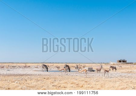 Oryx also called gemsbok Burchells zebras and springboks at a waterhole in Northern Namibia