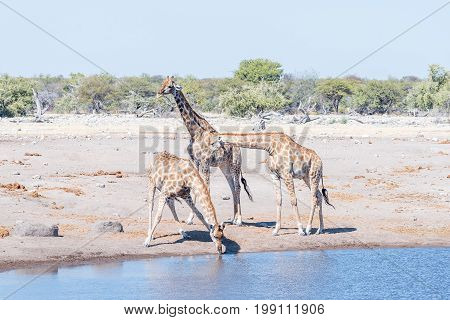 Three Namibian giraffes giraffa camelopardalis angolensis one drinking water at a waterhole in northern Namibia