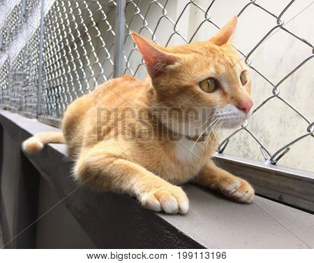 A Cute Yellow Sit On Contrete Fence Background