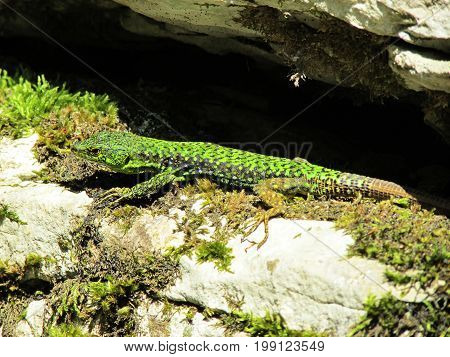 A beautiful green lizard in the bright sun sits on a rock covered with moss