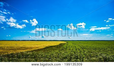 in the field combines rye and corn. Yin-Yang