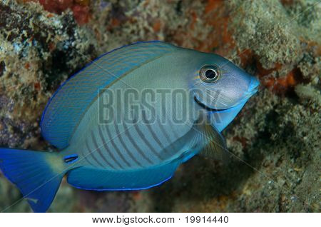 Doctorfish