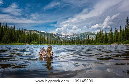Mallard Duck At Lost Lake Colorado