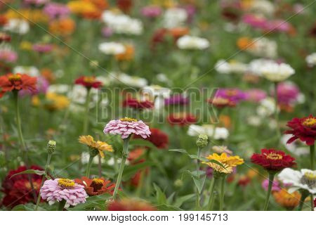 Zinnia elegans in the darden - close up
